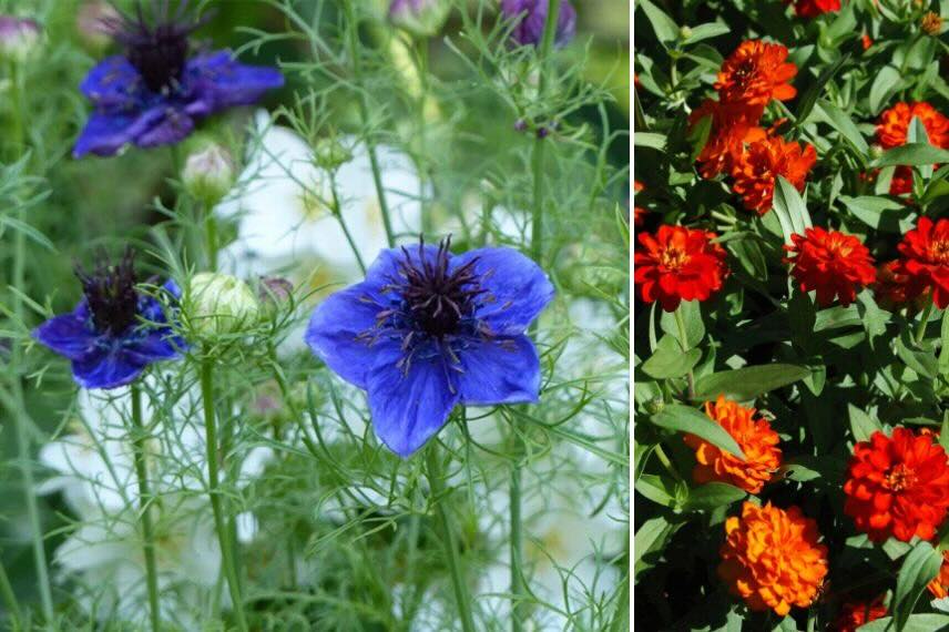 nigelle de Damas et Zinnia rouge
