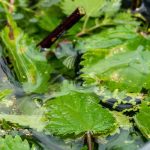 Jardinage débutant : comment nourrir ses plantes naturellement et facilement ?