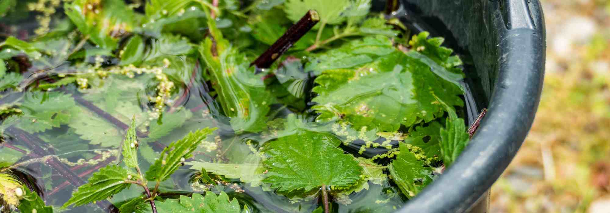 Jardinage débutant : comment nourrir ses plantes naturellement et facilement ?