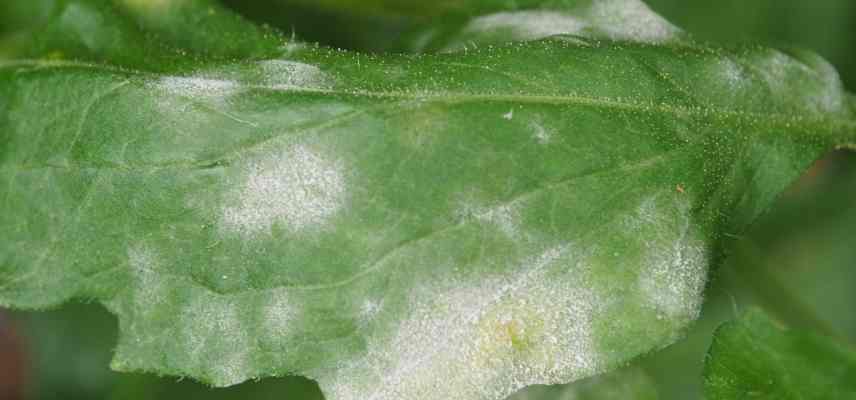 feutrage blanc sur pivoine