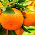 Oranger : comment identifier et traiter ses maladies et parasites ?