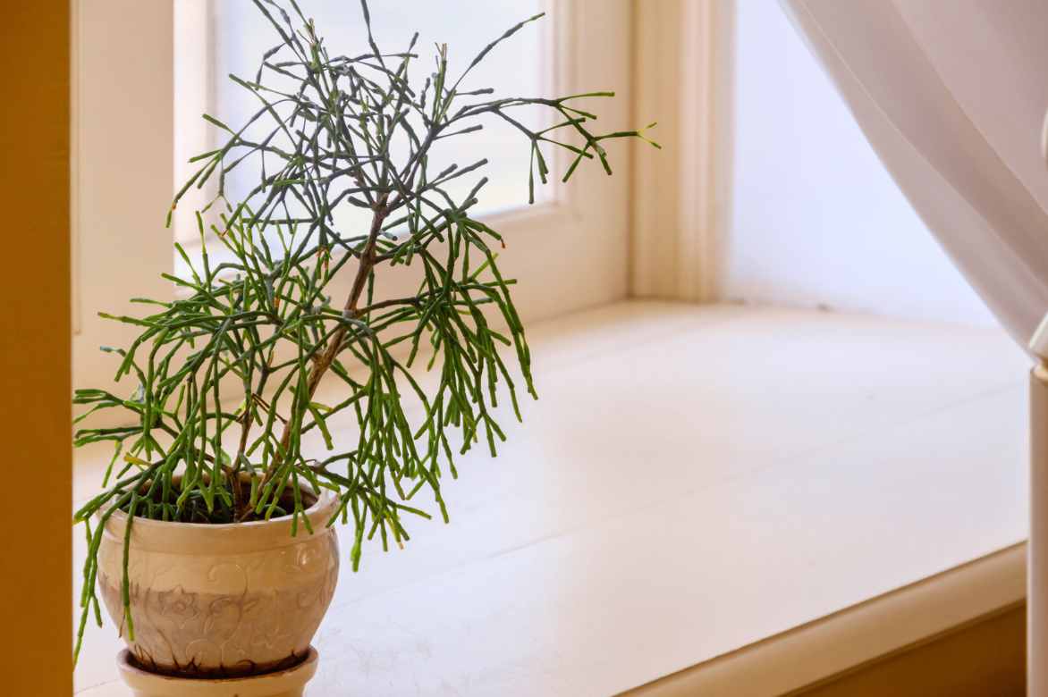 emplacement rhipsalis cactus gui