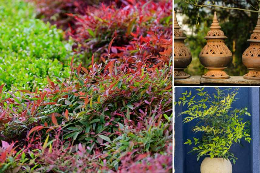 emplacement bambou sacré