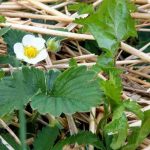 Quel paillage choisir pour les fraisiers ?