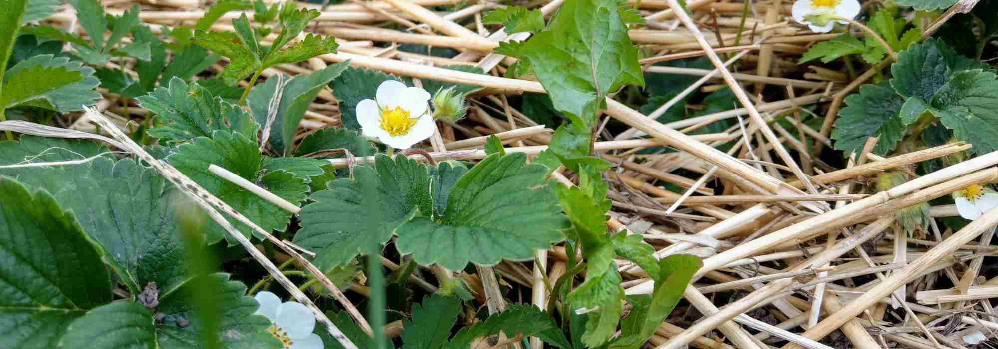 Quel paillage choisir pour les fraisiers ?