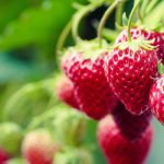 Les petits fruits à faire pousser en pot