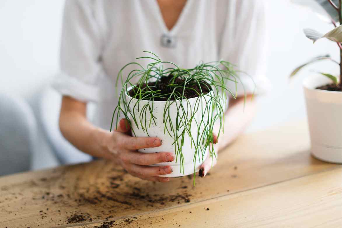 planter Rhipsalis en pot