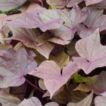 Les meilleures annuelles à feuillage décoratif pour sublimer votre jardin ou votre balcon