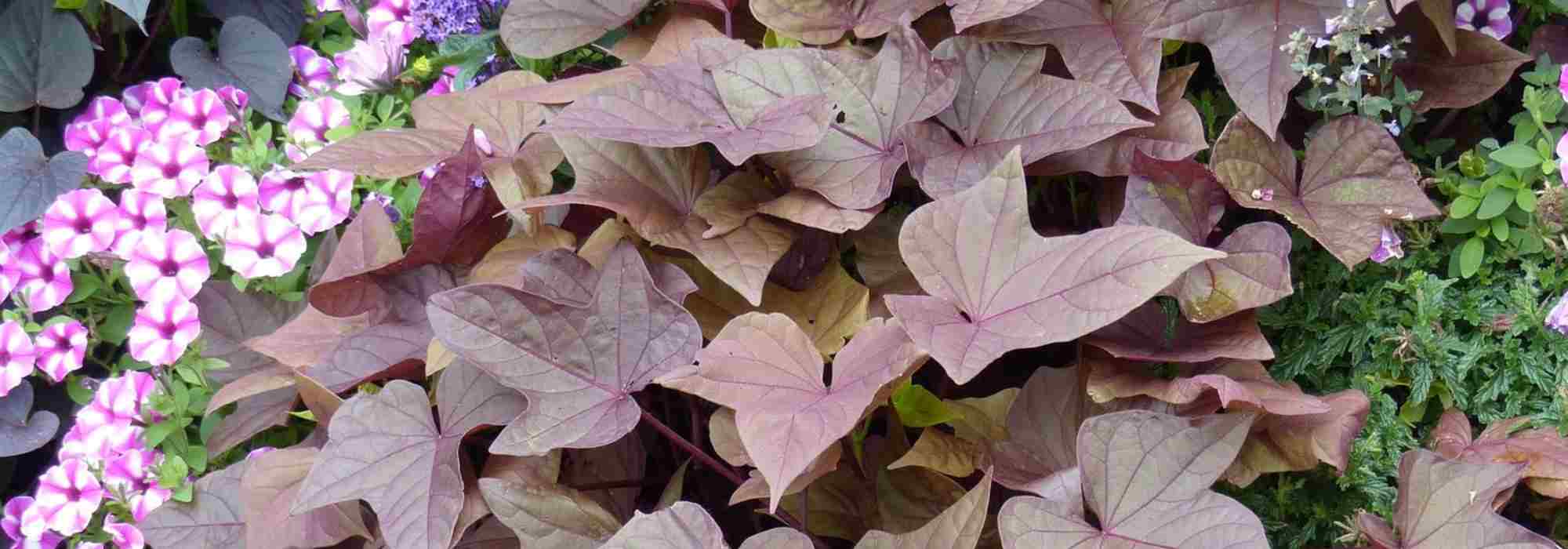 Les meilleures annuelles à feuillage décoratif pour sublimer votre jardin ou votre balcon