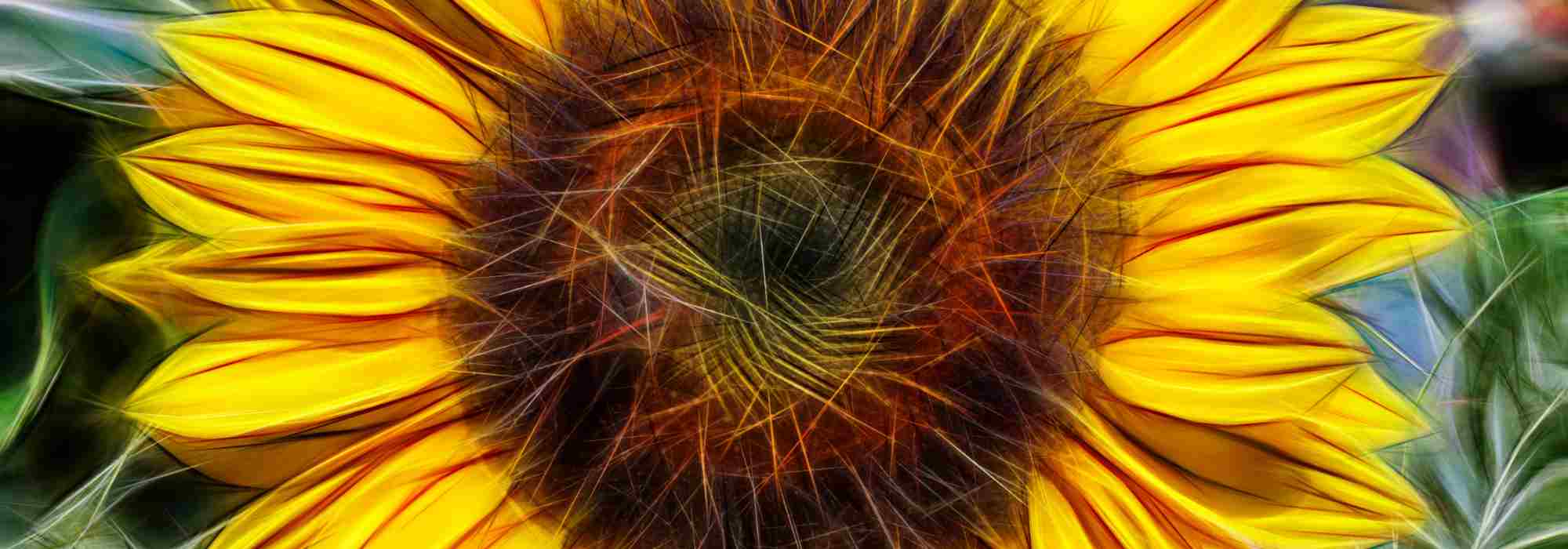 Des plantes annuelles XXL pour un effet spectaculaire au jardin