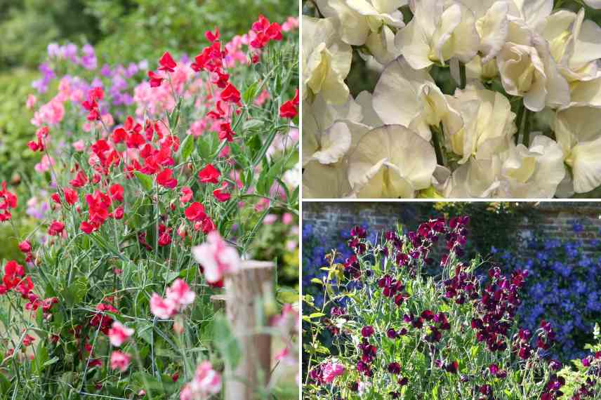 plus belles annuelles grimpantes