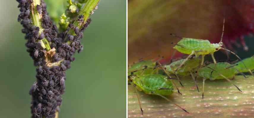 parasites insectes sur bambou sacre