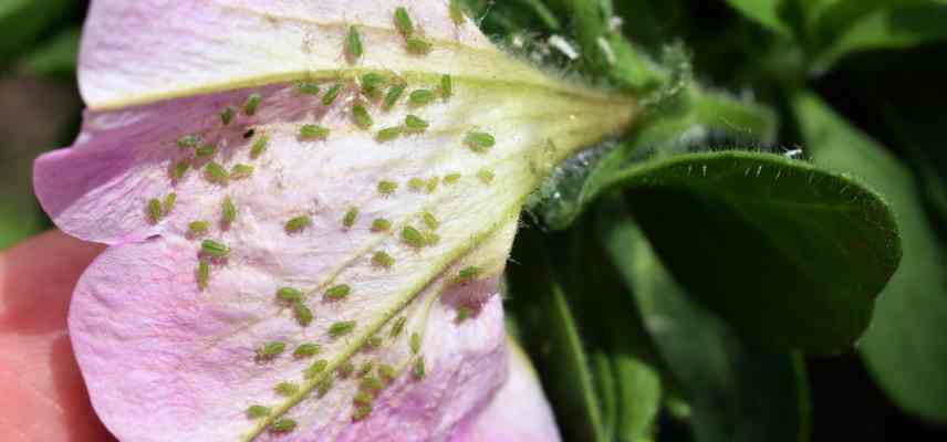 traiter pucerons surfinia petunia