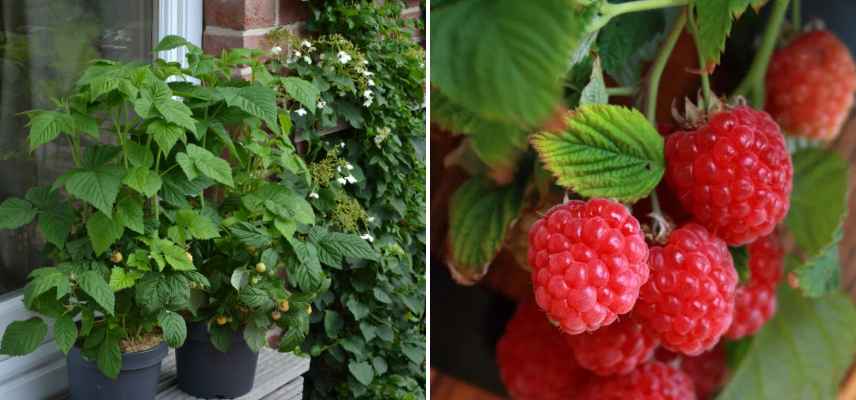 framboisier pour pot