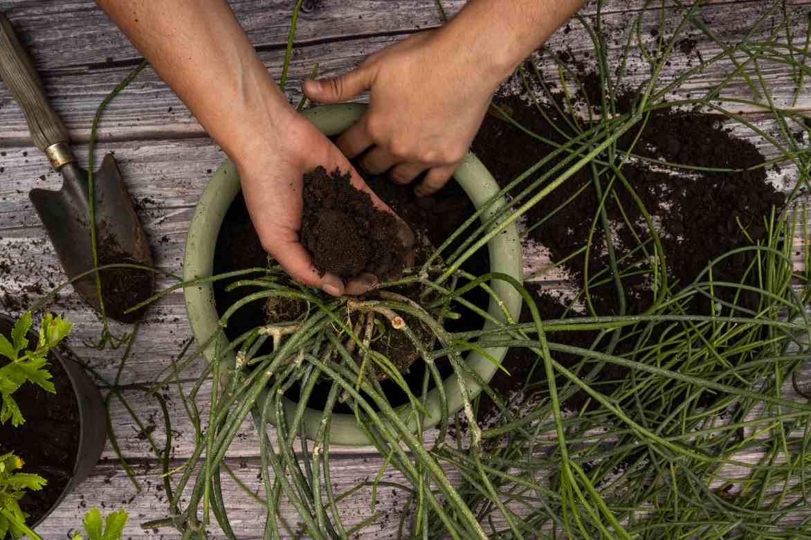 rempoter un cactus gui corail