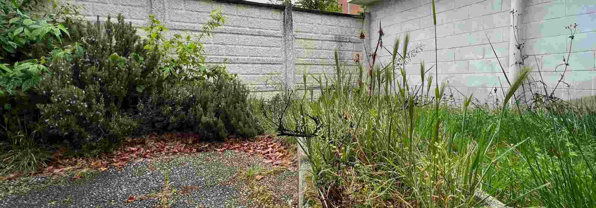 Comment redonner vie à un vieux jardin à l’abandon, étape par étape
