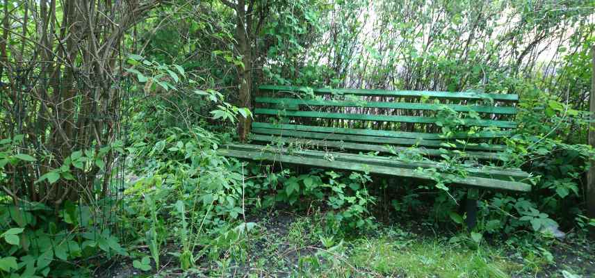 restauration jardin abandonné