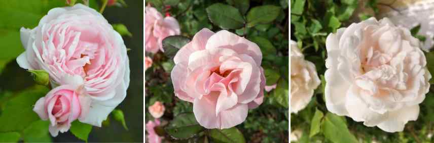 rosiers grimpants roses fleurs claires