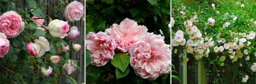 rosiers roses grimpants valeur sure