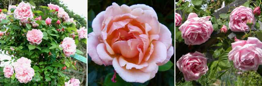 rosier rose grimpante grandes fleurs
