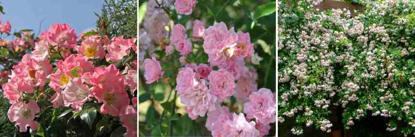 rosiers roses de type liane