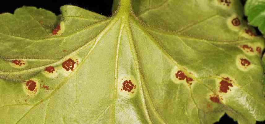 feuille Pelargonium taches oranges que faire