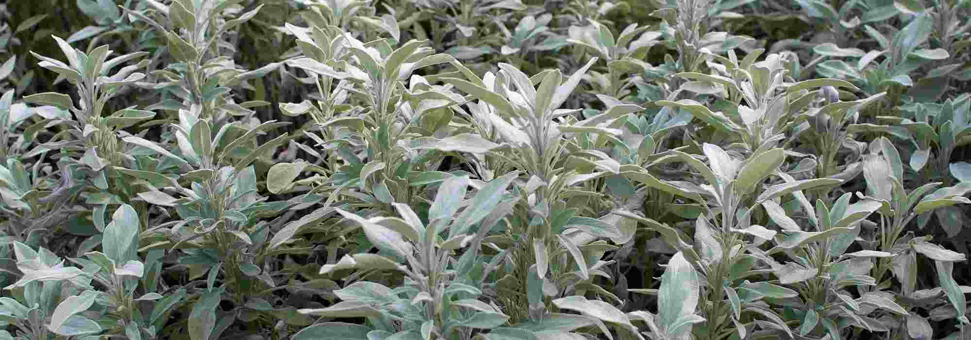 Sauge officinale : une plante à cultiver pour ses bienfaits sur la santé