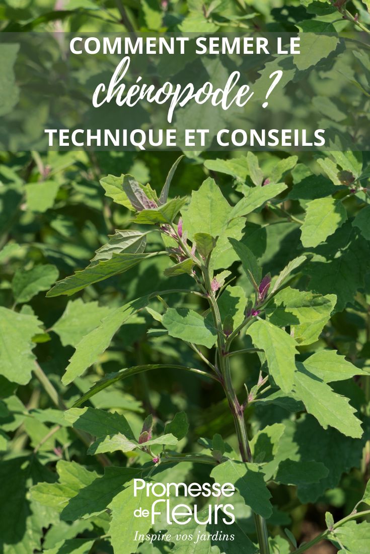 Comment semer le chénopode ?
