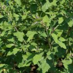 Comment semer le chénopode ?