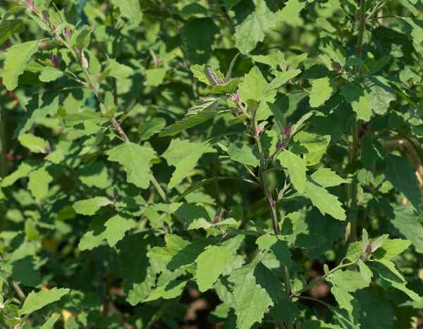 Comment semer le chénopode ?