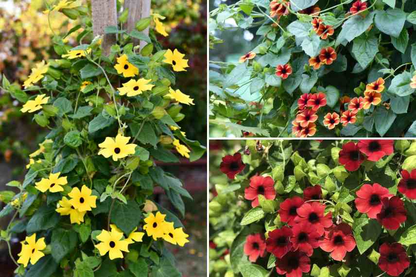 Thunbergia alata varietes