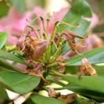 Comment tailler le rhododendron ?