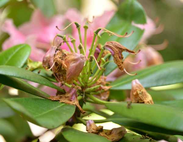 Comment tailler le rhododendron ?