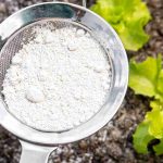 Comment utiliser la terre de diatomée au jardin ?