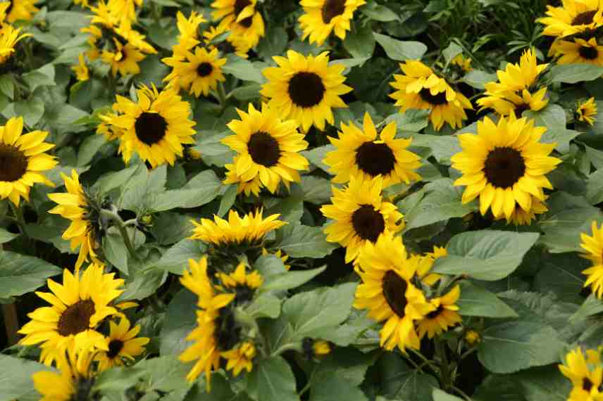 helianthus annus