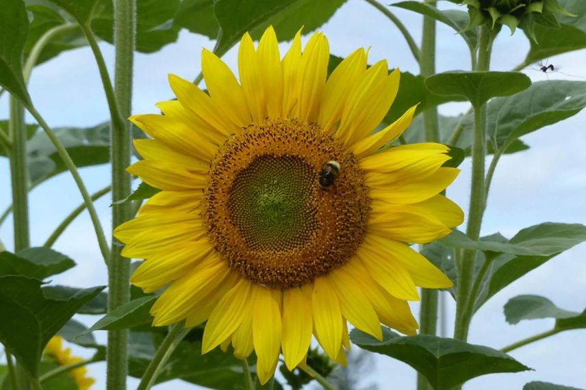 grande fleur de tournesol jaune