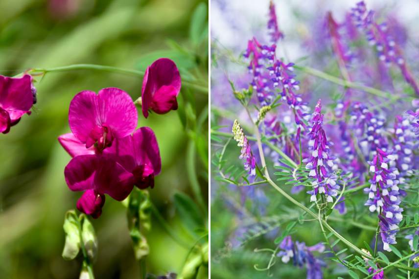 engrais verts lutte mauvaises herbes