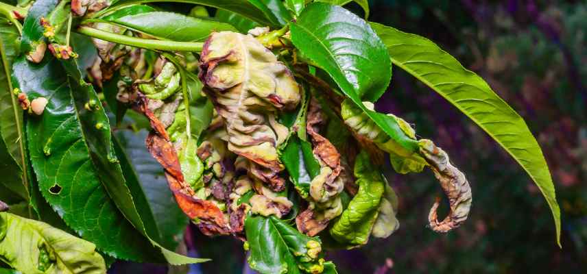 symptomes virose plante