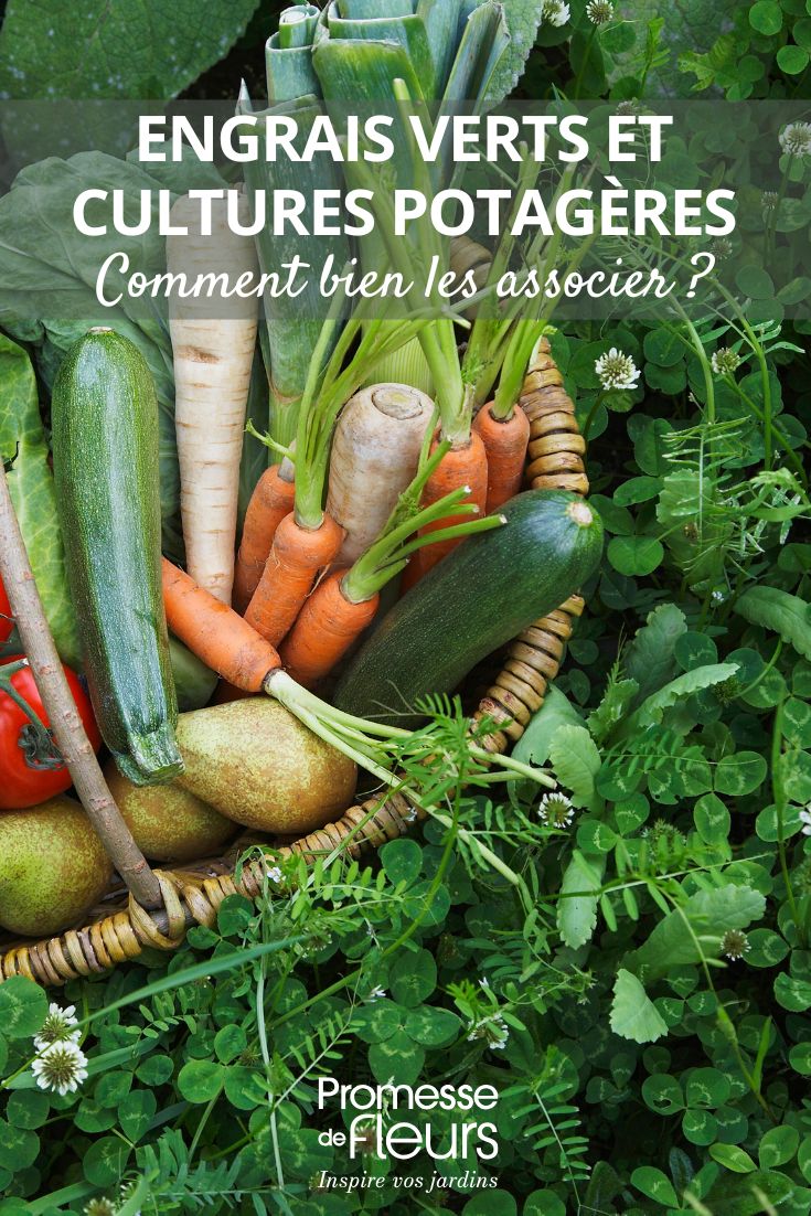 ssocier les engrais verts aux cultures potagères