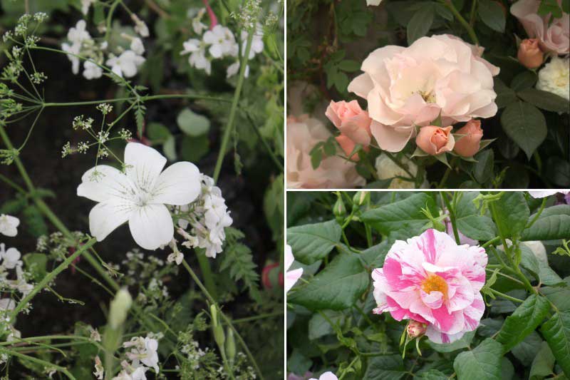 RHS Chelsea Flower Show - Coquelourde blanche et Rosiers