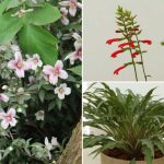 Chelsea Flower Show 2025 : le palmarès végétal