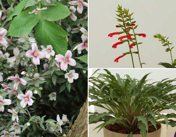 Chelsea Flower Show 2025 : le palmarès végétal