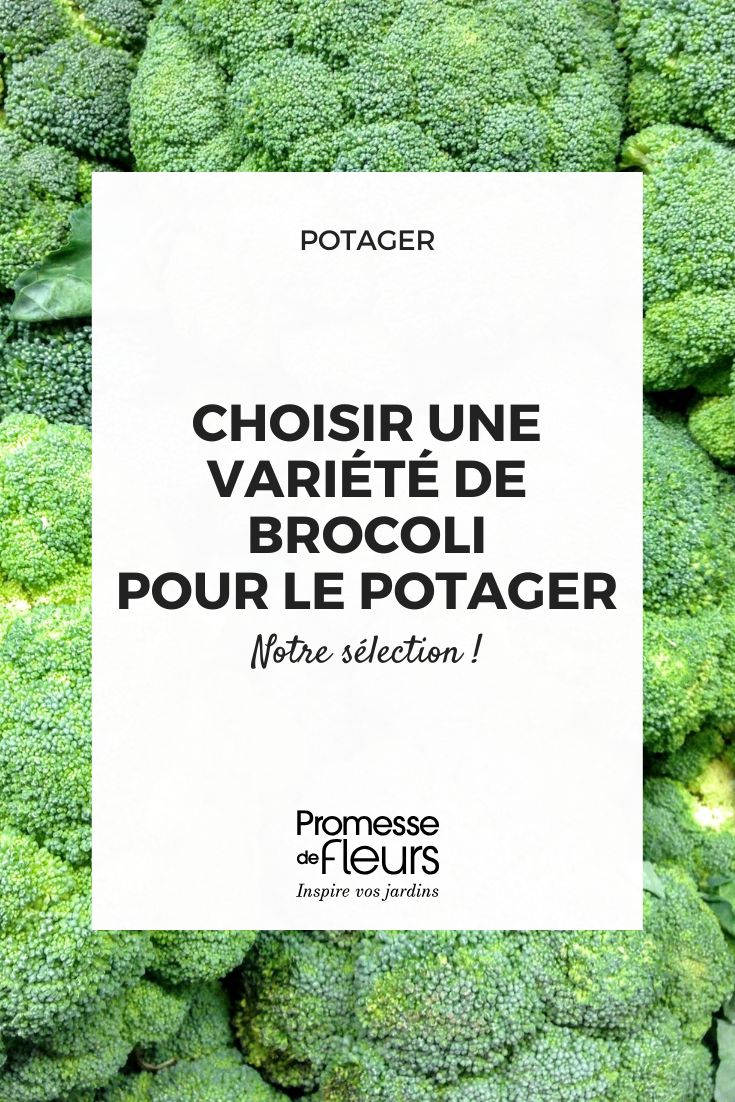 choisir un brocoli