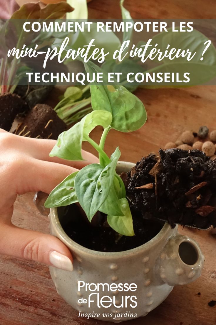 mini mottes : comment les rempoter