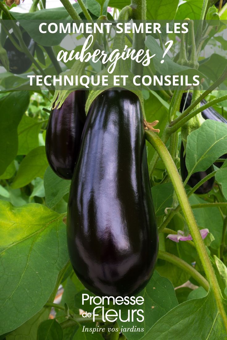 semer les aubergines