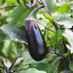 Comment réussir ses semis d'aubergine ?