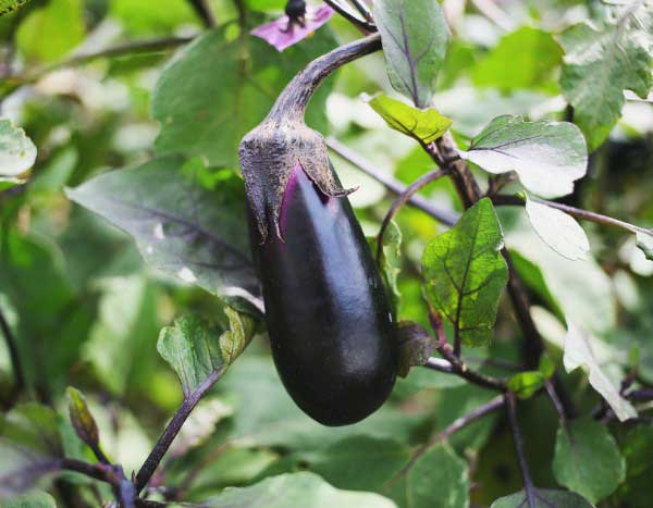 Comment réussir ses semis d'aubergine ?
