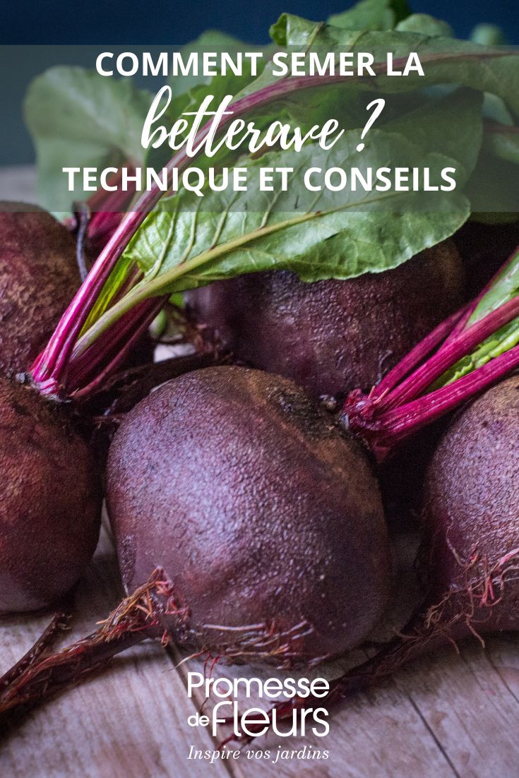 technique de semis de betterave au potager