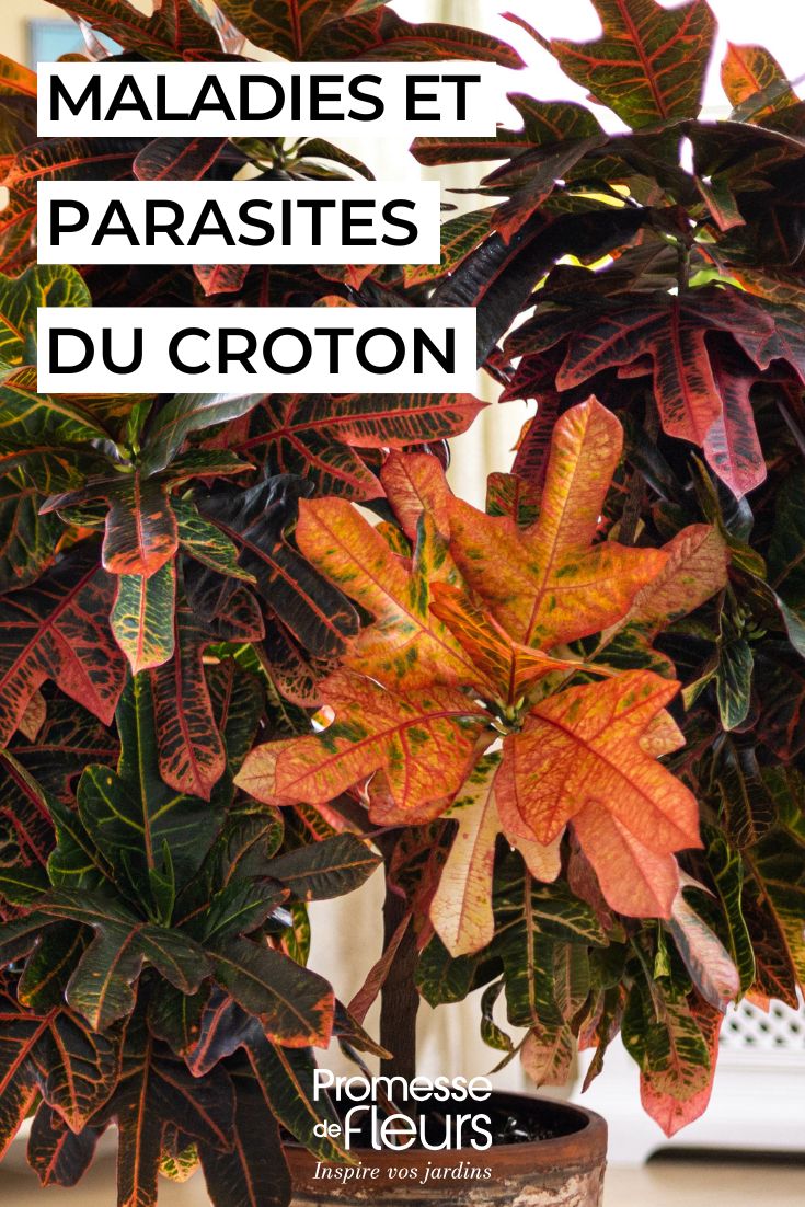 soigner le croton en pot