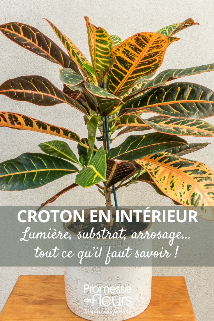 entretien du croton mois par mois
